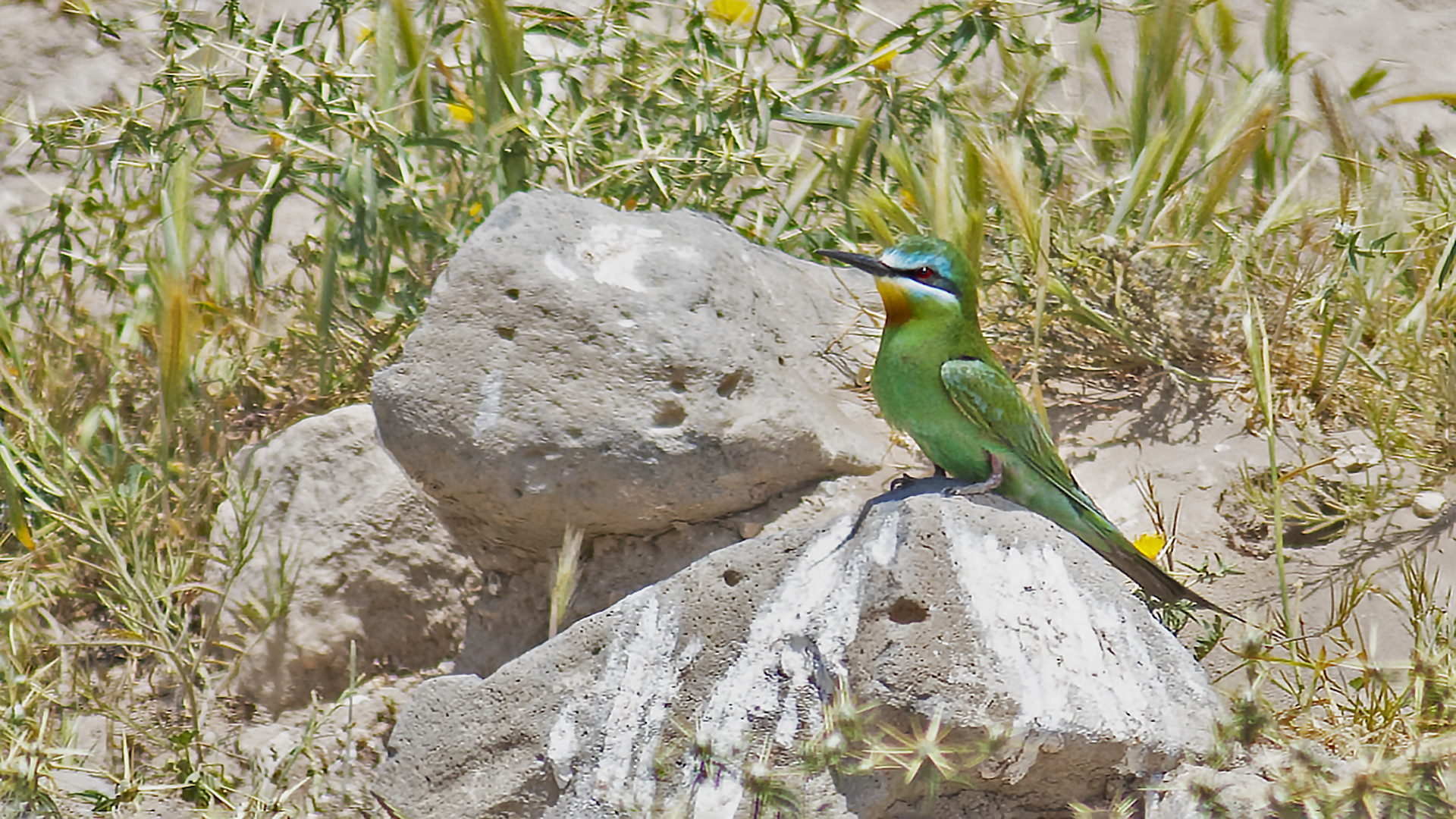Blue-cheeked Bee-eater